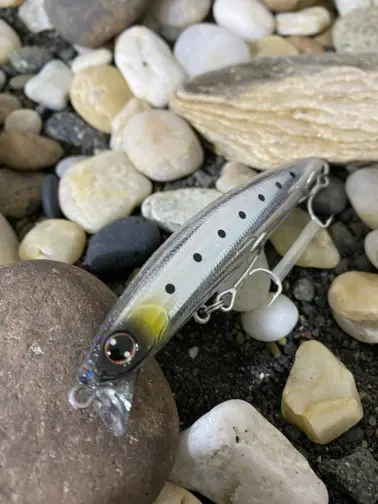Daiwa Vértice 97F SSR MT Iwashi