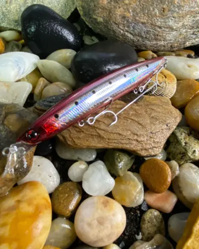 SHORELINE SHINER-Z VERTICE R140S Adel Burning Iwashi