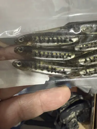Vinilo para truchas Fish Arrow FLASH-J3 #44 Lubina viva / Plateada