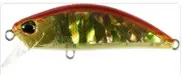 Spearhead Ryuki 70 CCC4115 Red Gold Awabi